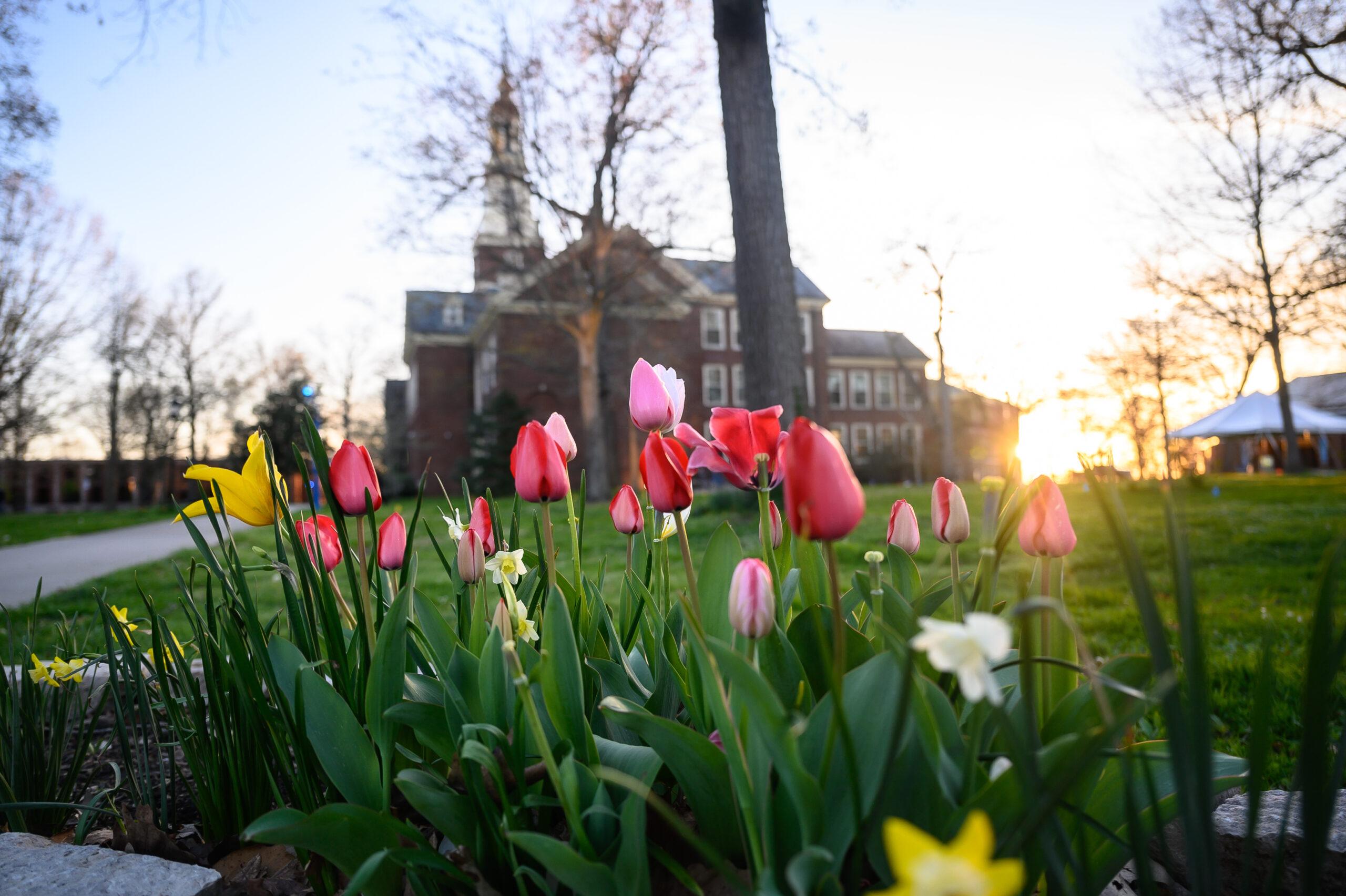 A focus on red, pink, yellow, and white flowers with a building in the background.
