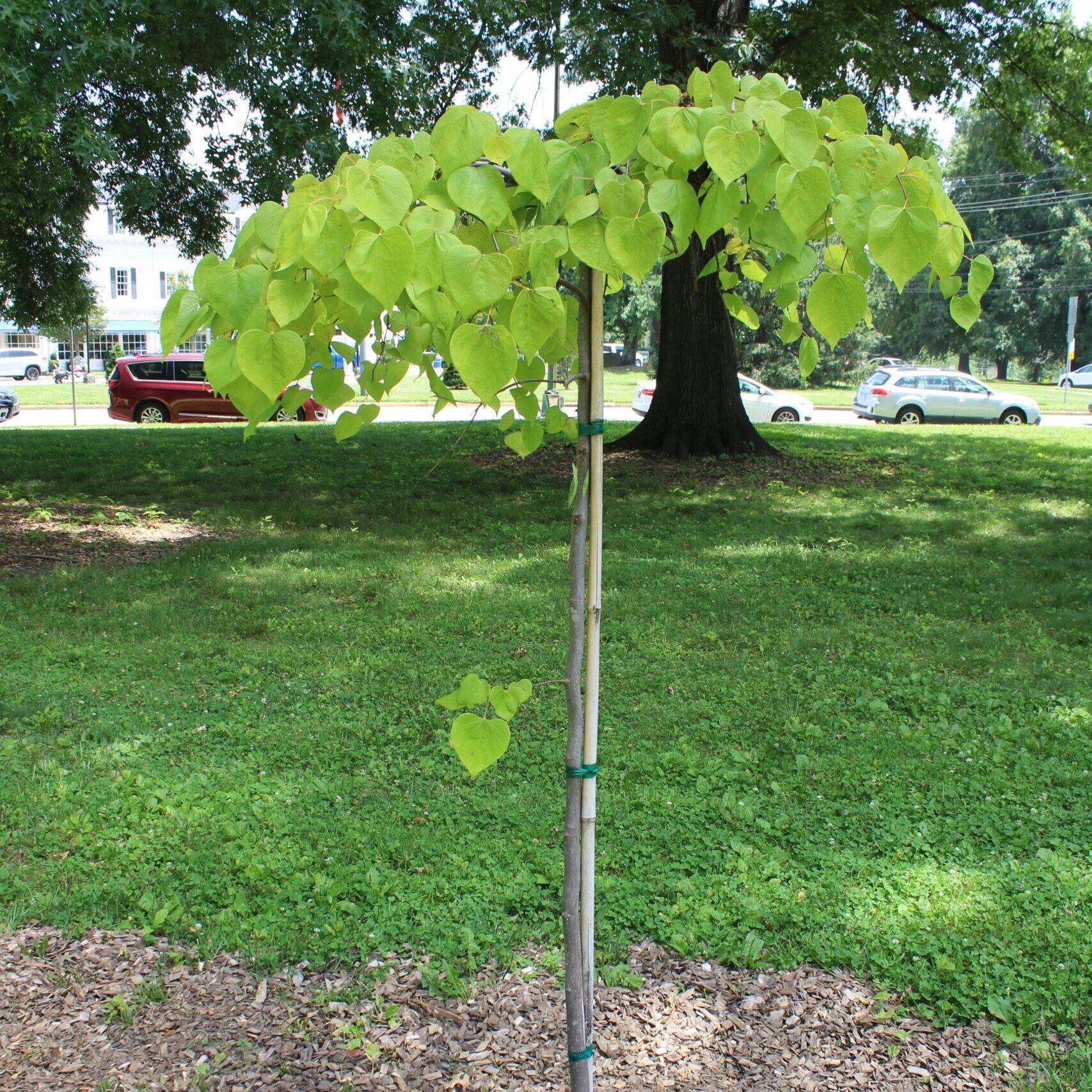 A single Eastern Redbud (Cercis canadensis) tree covered in pale, yellow-green leaves.