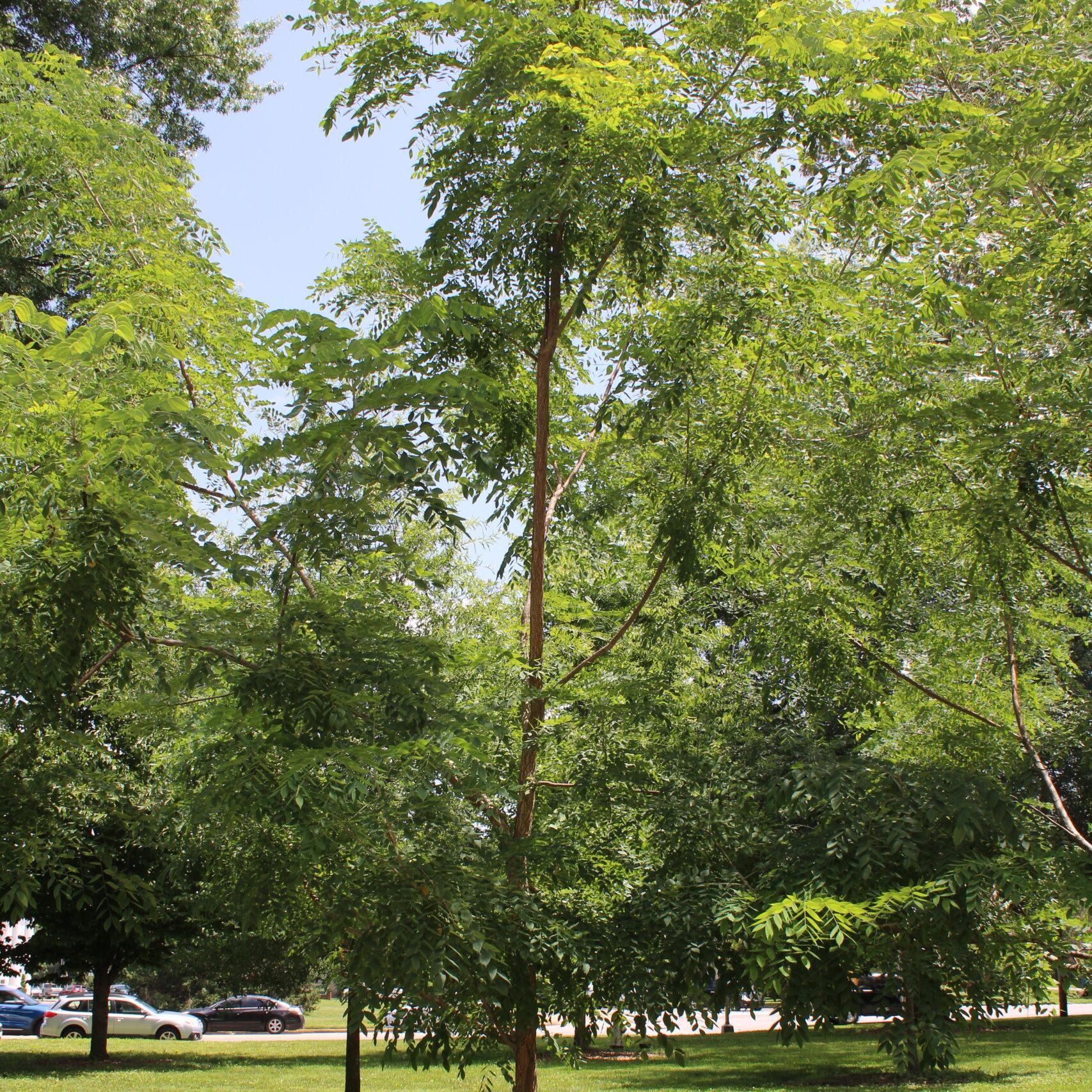 A single Kentucky Coffeetree (Gymnocladus dioicus) tree covered in bright, green leaves.