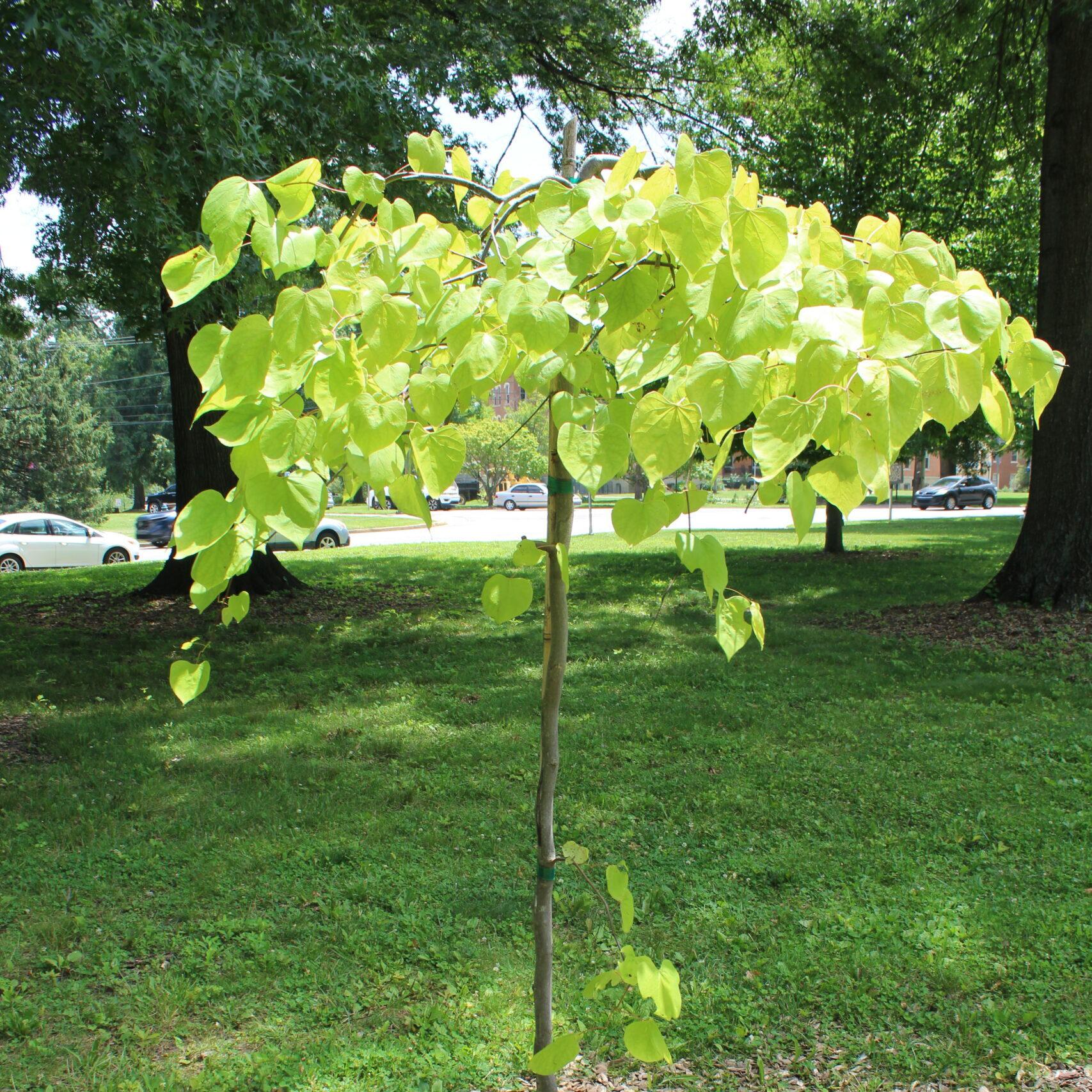 A single Eastern Redbud (Cercis canadensis) tree covered in pale, yellow-green leaves.