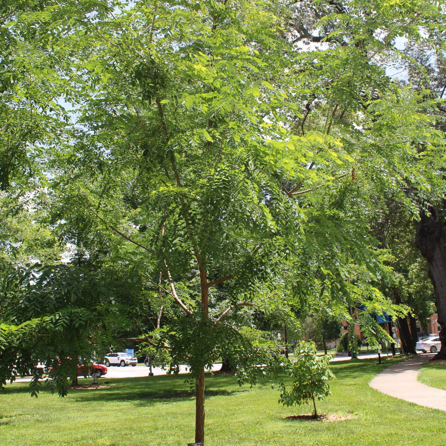 A single Kentucky Coffeetree (Gymnocladus dioicus) tree covered in bright, green leaves.