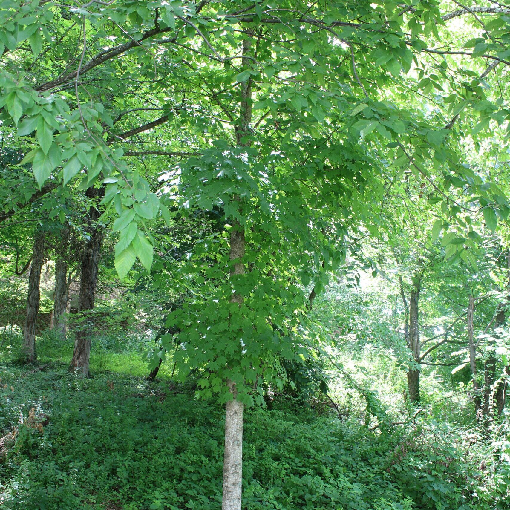 A single Sugar Maple (Acer saccharum) tree covered in rich, green leaves.