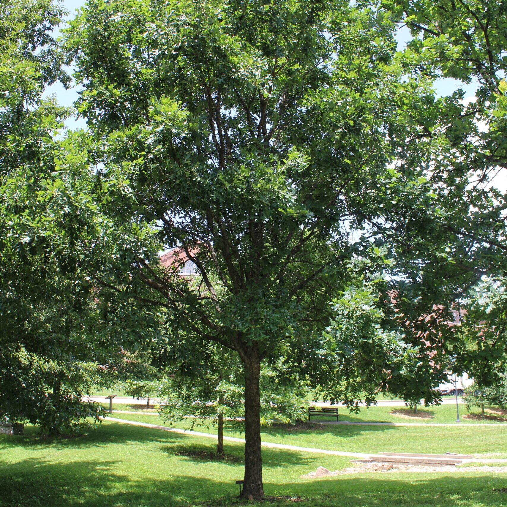 A single Overcup Oak (Quercus lyrata) tree covered in dark, green leaves.