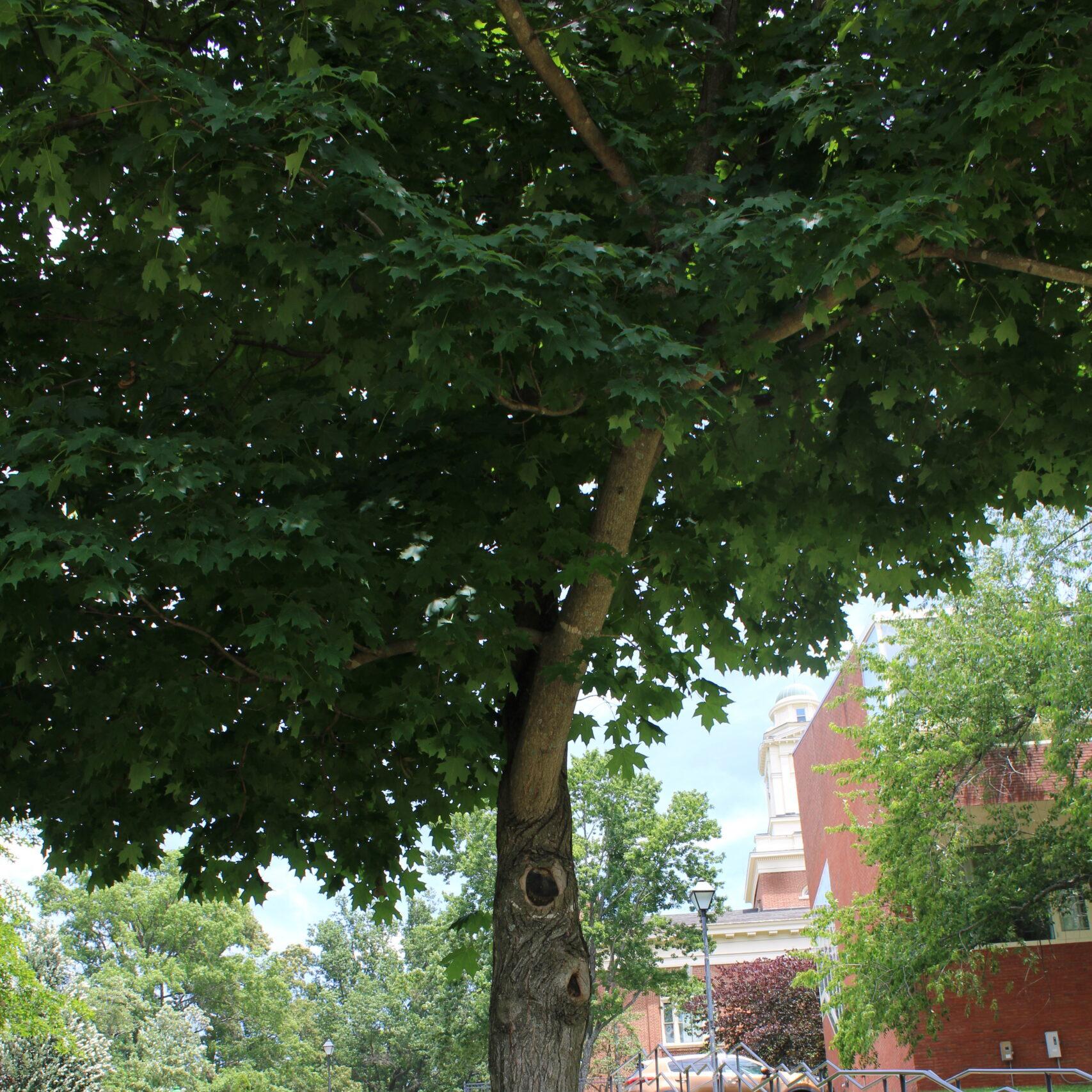 A single Sugar Maple (Acer saccharum) tree covered in dark, green leaves.