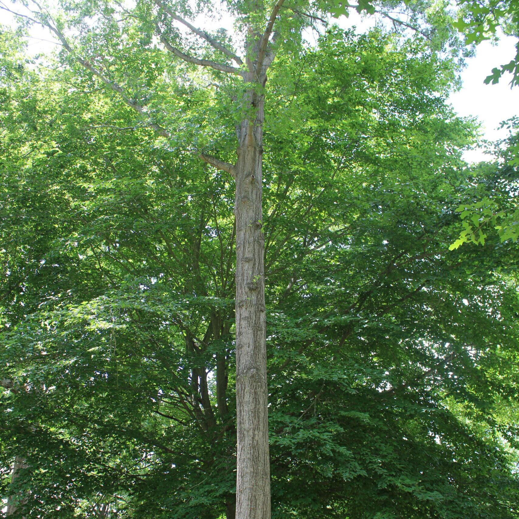 A single Pin Oak (Quercus palustris) tree covered in vibrant, green leaves.