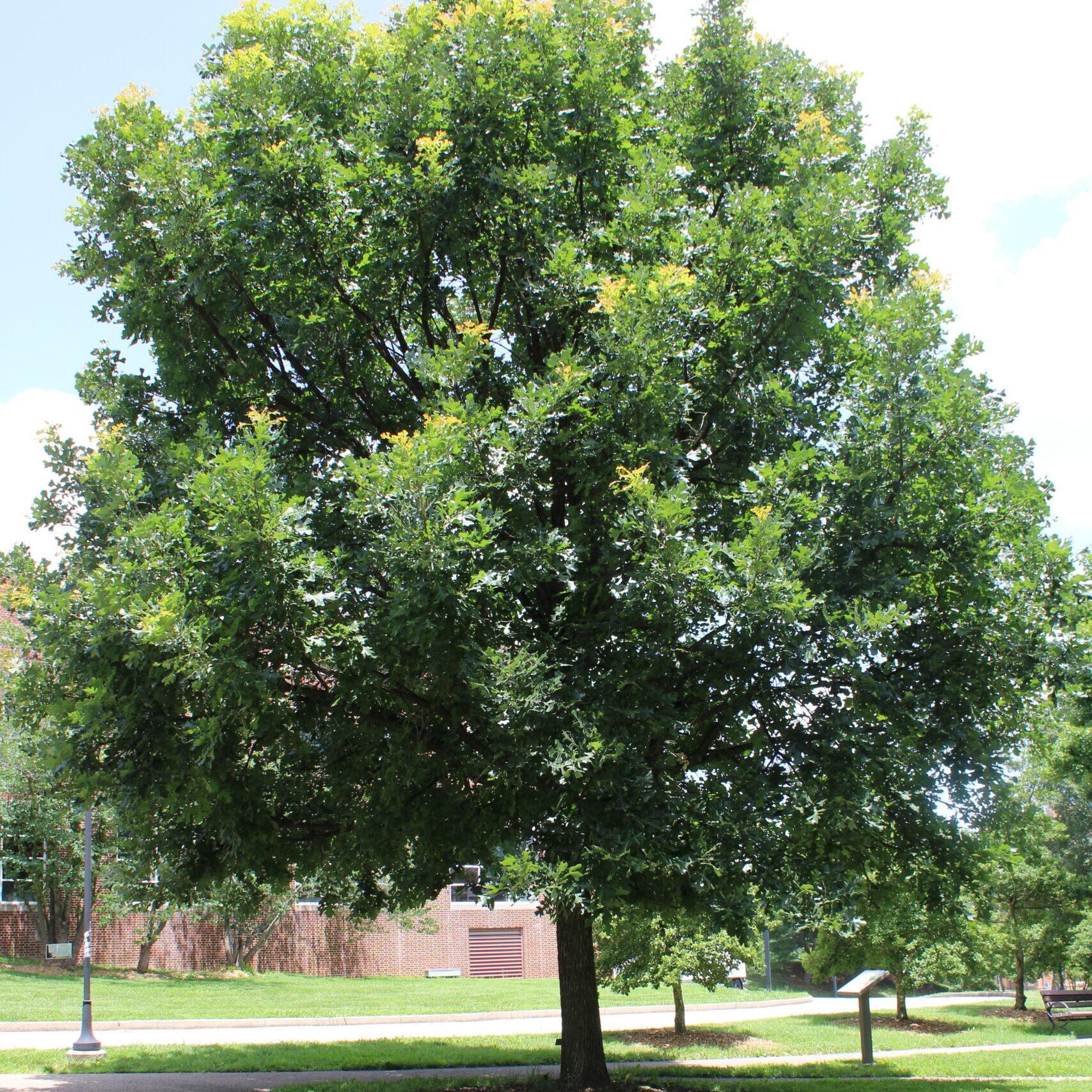 A single Overcup Oak (Quercus lyrata) tree covered in vibrant, green leaves.