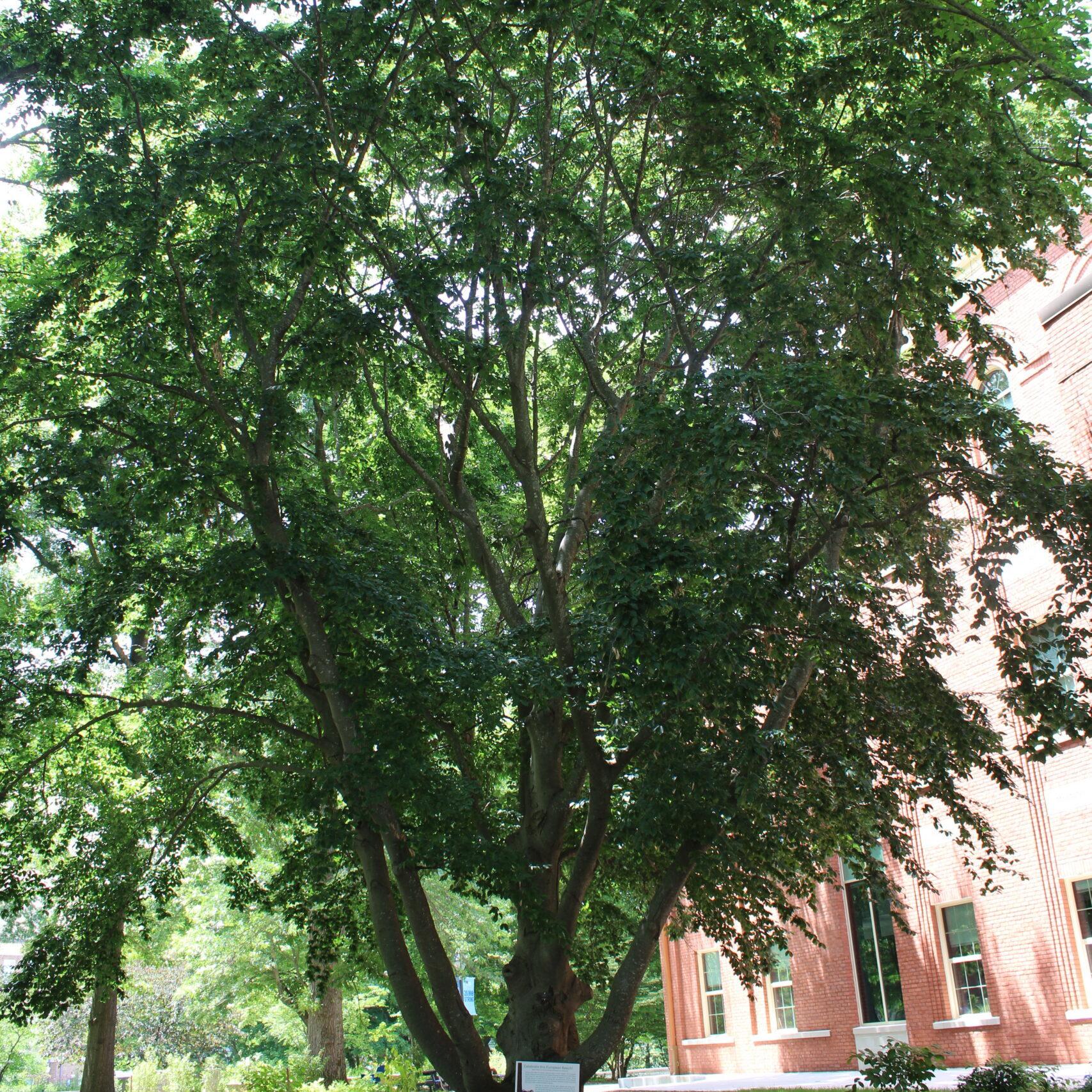 A single European Beech (Fagus sylvatica) tree covered in dark, green leaves.
